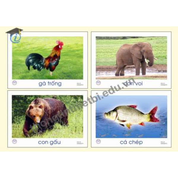 Tranh các con vật